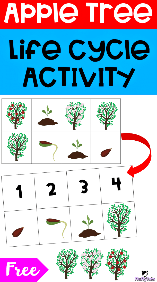 Apple Tree Life Cycle Activity : FREE 2 Sequencing Printable - FluffyTots