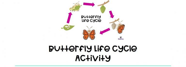 Butterfly Life Cycle Activity : FREE 5 Sequence Activity
