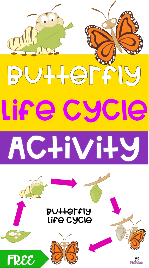 butterfly life cycle sequencing worksheet