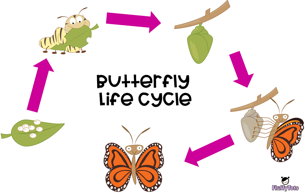 butterfly life cycle free activity