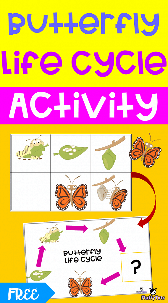 butterfly life cycle sequencing worksheet