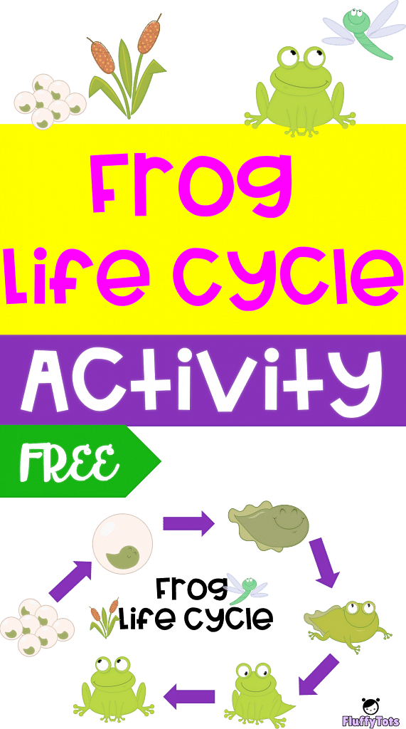 frog life cycle activity