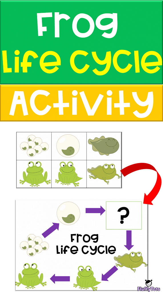 frog life cycle activity free