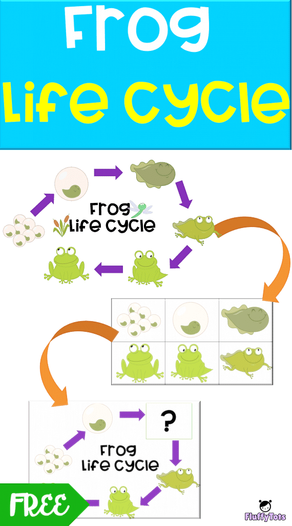 frog life cycle activity freebie