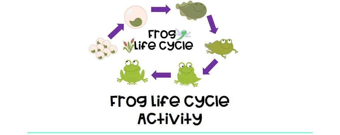 frog life cycle freebie