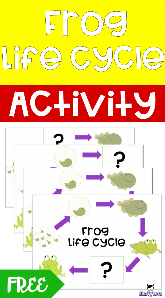 frog life cycle printable